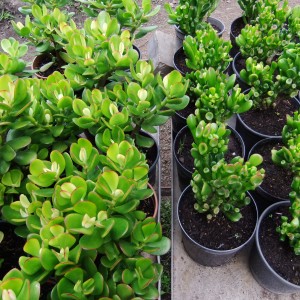 2 féle Crassula