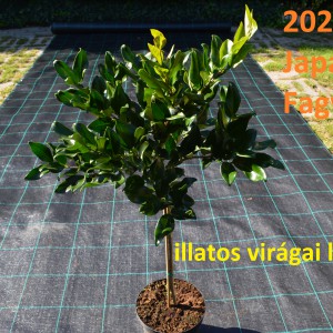 2023_osz_pom-pom_Japán_fagyal