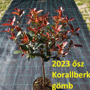 2023_osz_pom-pom_korallberkenye_gombre nevelt