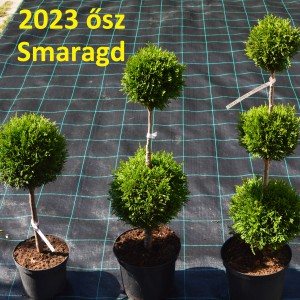 2023_osz_pom-pom smaragd_3fele