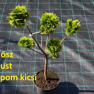 2023_osz_pom-pom_Stardust_pom-pom_kicsi