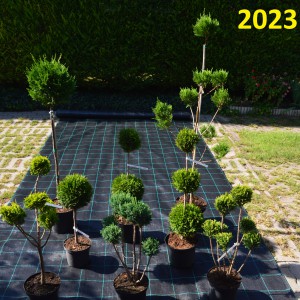 2023_osz_pom-pom_tujaesciprusfélék