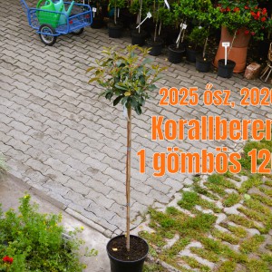 2025_osz_Korallberkenye_120