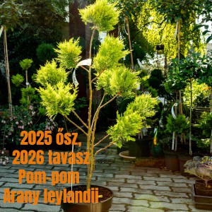 2025osz_pom-pom_Arany_Leyl