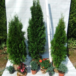 2feleColumna1Smaragd