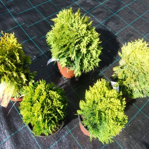 Thuja_maria_5db_2016