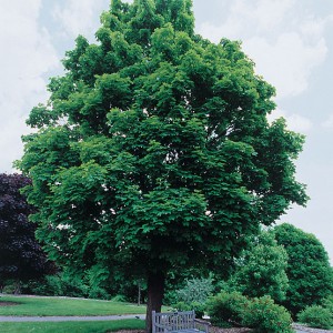 ACER-PLATANOIDES