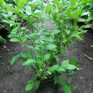 afonyacserep