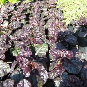 ajuga_cs_1