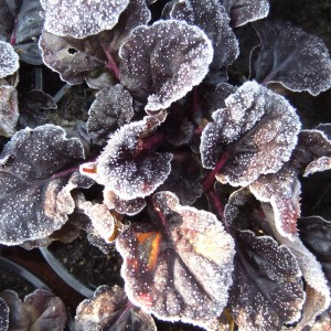 Ajuga_deres