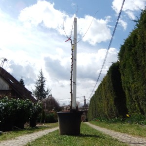 Álló fehér eperfa 150401
