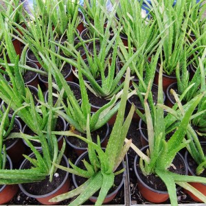 Aloe Vera cserepek