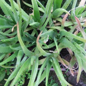 aloekozepes