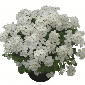 Arabis-Fehér_Lo