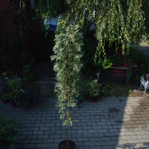 arany_koris_2024_osz_1