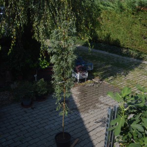 arany_koris_2024_osz_4