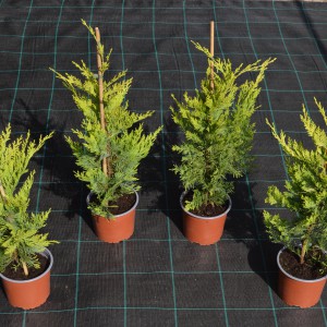 Arany_Leylandii_60/80_4db