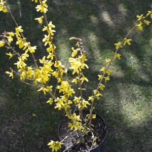 Aranyeso_20200322_1db_2