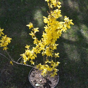 Aranyeso_20200322_1db