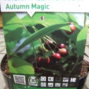 Arónia_autumnmagic_cimke