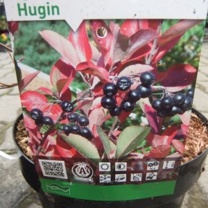 Arónia_hugin_cimke