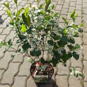 aronia_virag_16b