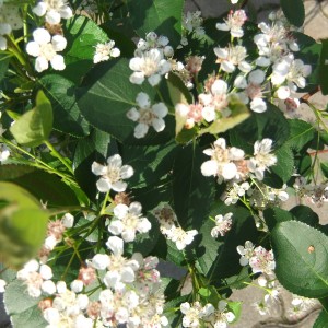 aronia_viragkozeli_16b