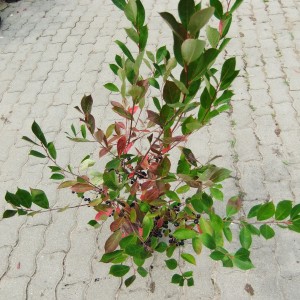 Aroniacserep