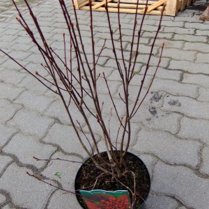 Aróniarügyes