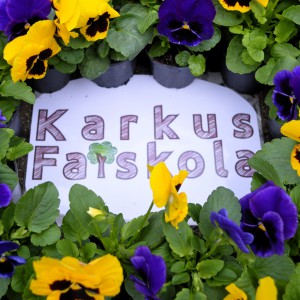 Árvácska 2025 Karkus Faiskola