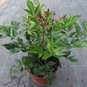 Astilbe1dbbimbós