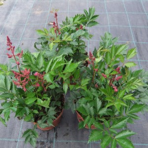 Astilbe3dbbimbos