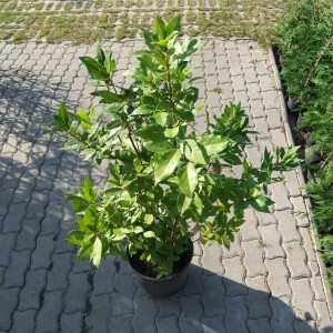 Babér2