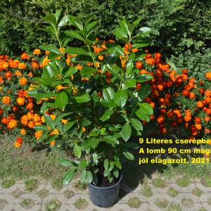 Babérmeggy_9L_2021osz