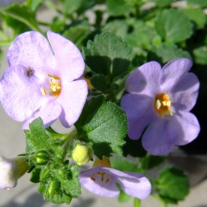 Bacopa_lila