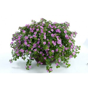 bacopa_n2