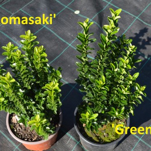 Benkomassaki_vs_Greenspire