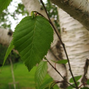 Betula_utilis_J