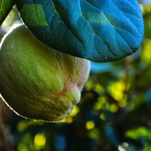 Birs 2025 gyümölcs közeli 1