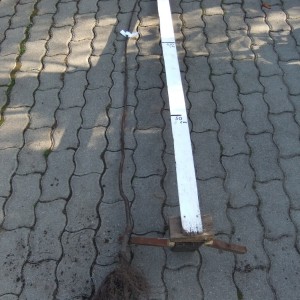 Birsbereckivia2015