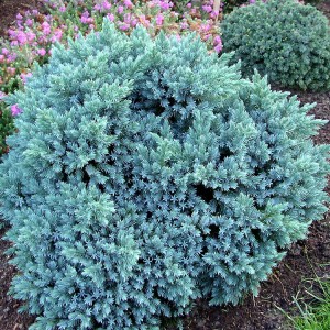 bluestar_n1