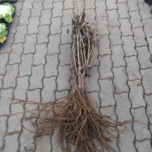 bodzakoteg