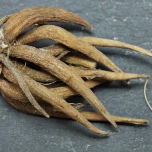 Boglarka_tuber_L