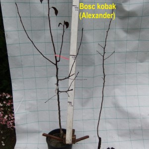 bosckörte_szgvk