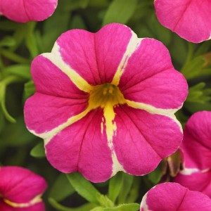 calibrachoa_r_csikos n