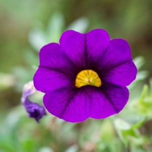 calibrachoa slila kozeli n
