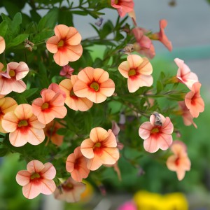 Calibrachoa thumb n