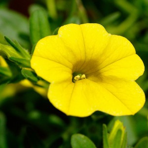 Calibrachoa-tsárga kozeli n
