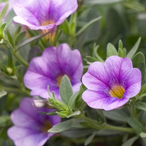 calibrachoa vlila n