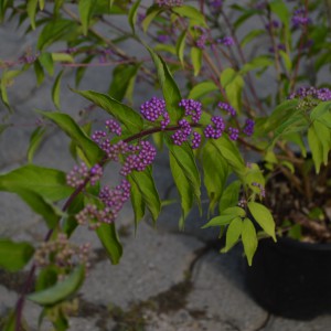 Callicarpa_2024osz_hi
